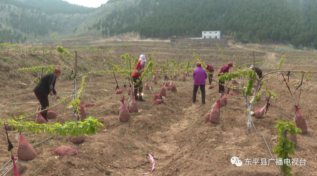 巾帼“愚公”潘婷：誓让荒山换新颜