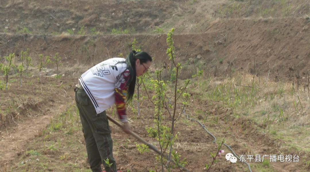 巾帼“愚公”潘婷：誓让荒山换新颜
