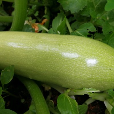 私房菜尖椒炒西葫芦的做法,素炒西葫芦鸡蛋的家常做法