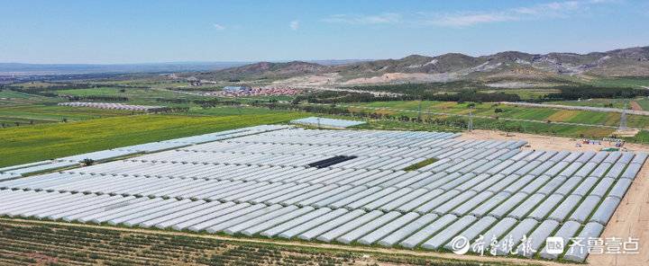 深壹点丨希森马铃薯产业集团：20年坚守小土豆长出大产业