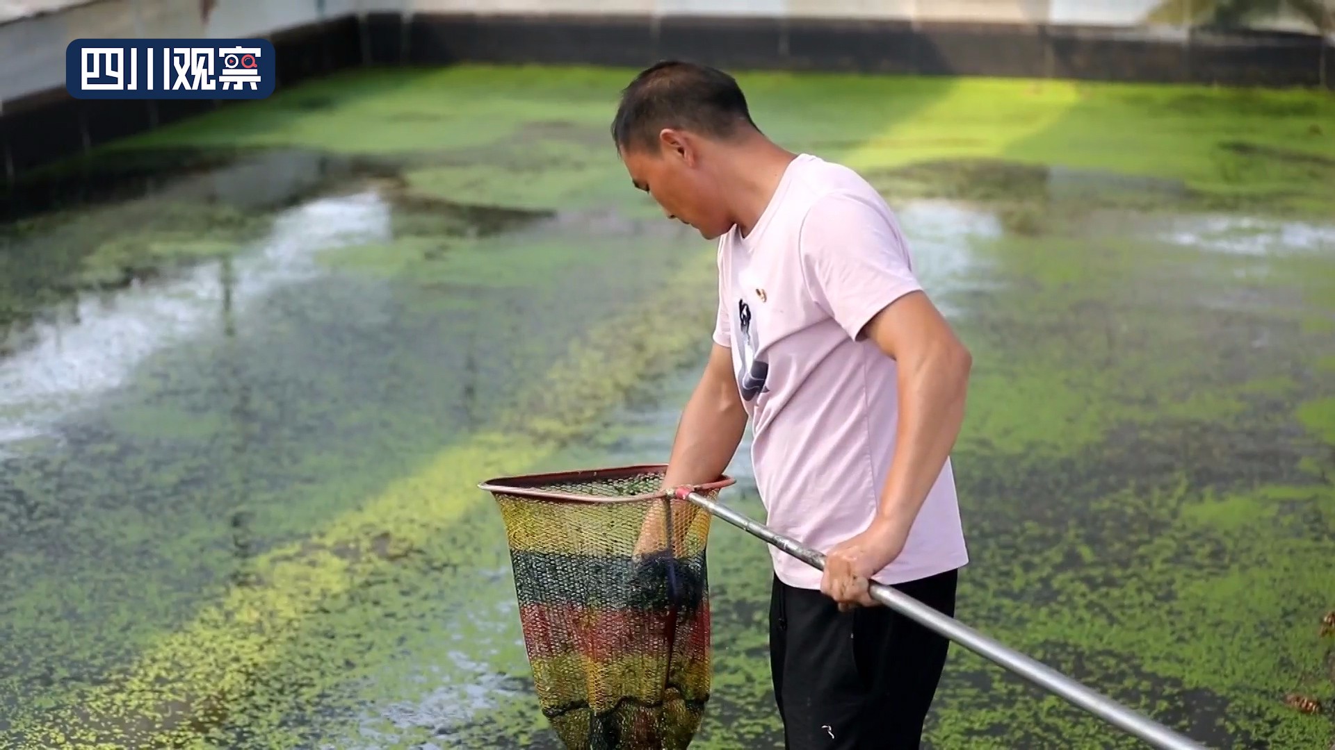 在希望的田野上杨淑清原声版,在希望的田野上杨青青