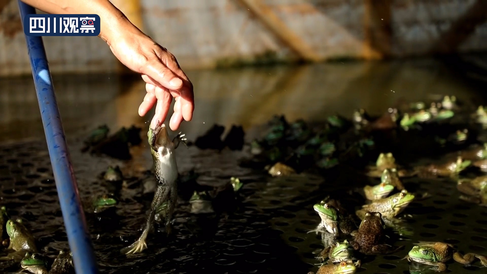 在希望的田野上杨淑清原声版,在希望的田野上杨青青