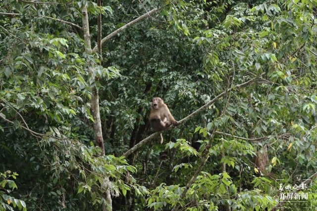 熊猴现身保山龙陵,龙陵小黑山拍摄地点在哪