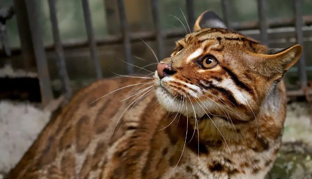 自贡动物园金猫和豹猫的故事,全国动物园有多少只金猫