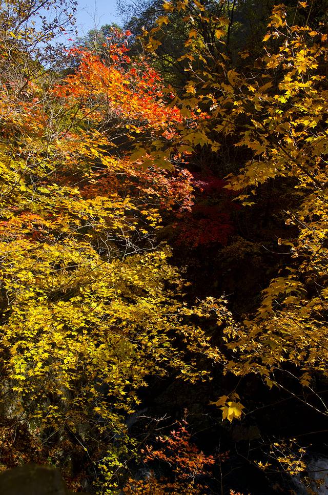 寒露已过秋风凉,寒露已过