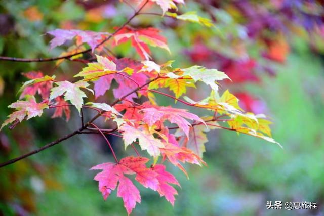 成都红枫打卡地,川西红枫岭团购