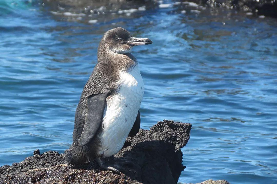 为吃鱼迁居热带，这企鹅还学狗吐舌降温，差点被入侵物种逼至绝种