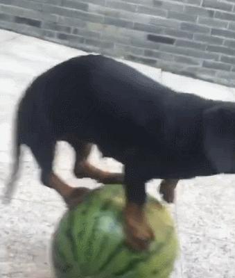 养狗新手与老手的区别,养狗为什么要养纯种犬