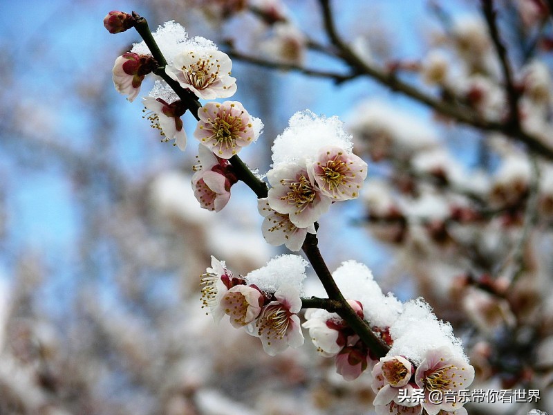 中国各城市市花图片简介,各个城市的市花有哪些