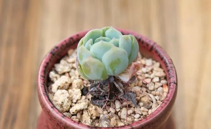 多肉长气根的原因及治疗,为啥多肉杆上长须根