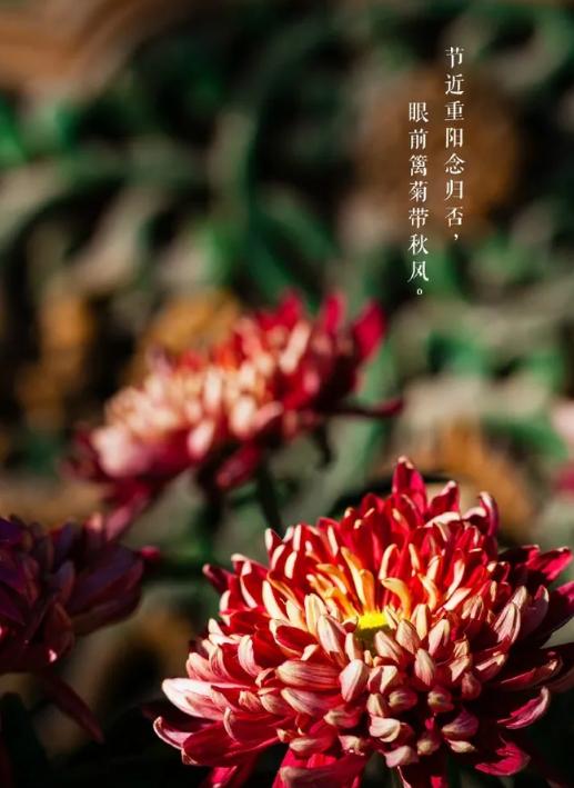 有关重阳节的诗句15篇,10首关于重阳节的诗词欣赏