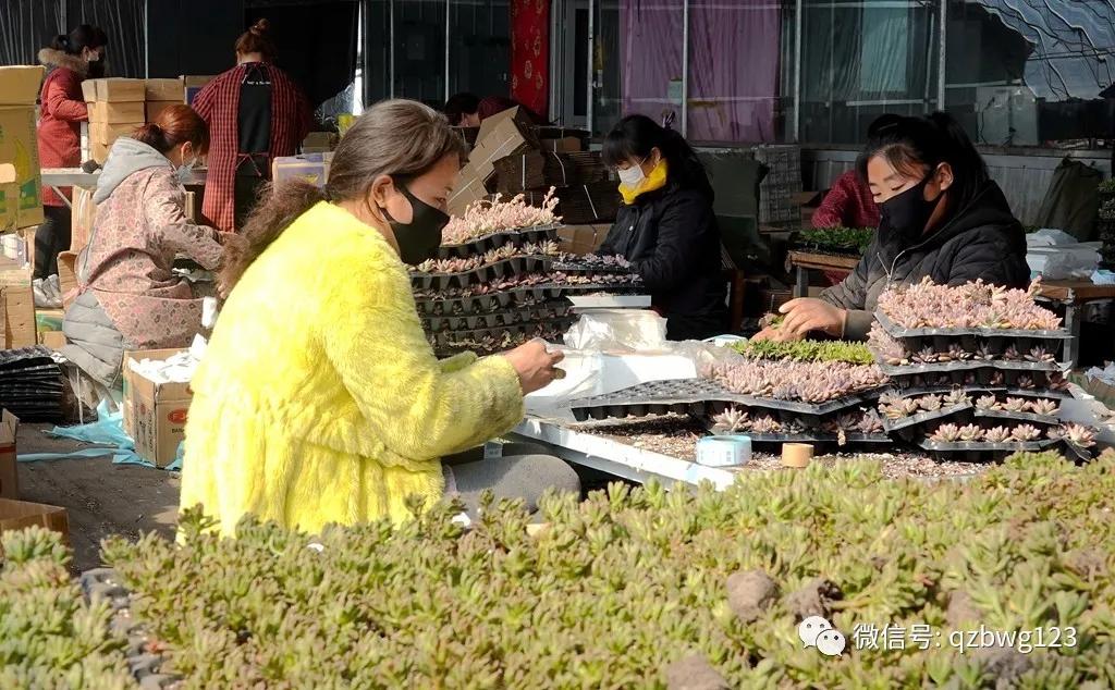 曲周县西木多肉科技,河北曲周多肉植物批发