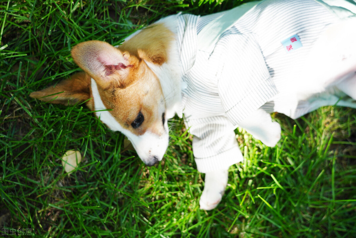 柯基犬的优点缺点有哪些,伊丽莎白女王的柯基犬怎么样了
