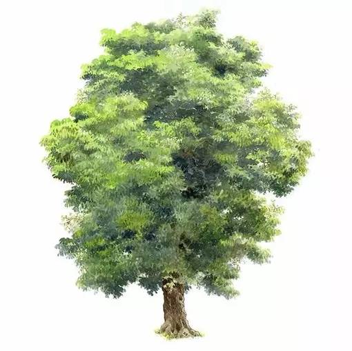 十种不同树叶的画法,五种不同树木的画法简单的