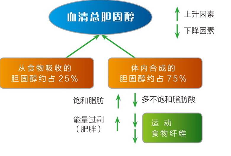 排名第一的降血脂运动,运动锻炼降低血脂最有效的方法