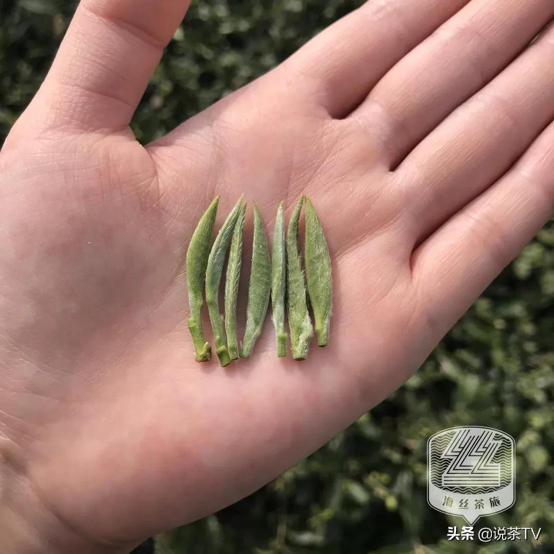 福鼎白茶还有“十不采”规定？让我们去河山有机茶园一探究竟