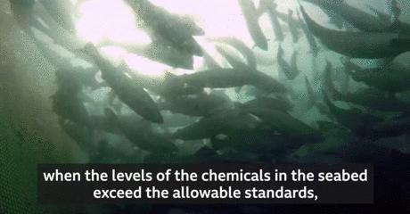 外媒曝光了挪威三文鱼养殖真相吗,最毒的深海三文鱼