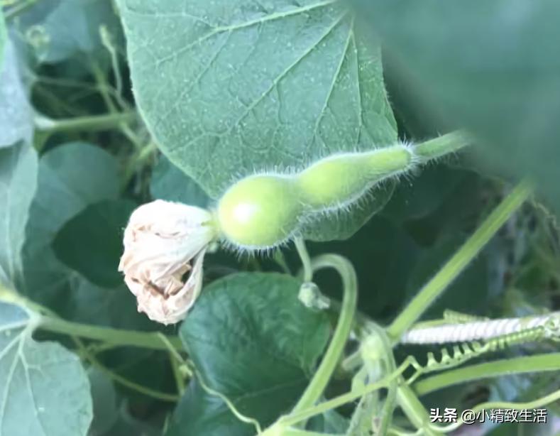 阳台小葫芦的种植方法和管理,在阳台上怎么样种小葫芦