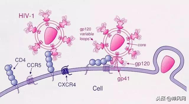 基因编辑最新突破,基因编辑技术是人类的福音