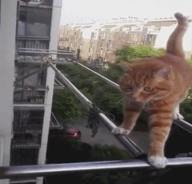 洗衣机里放什么可以去除猫毛,怎么用洗衣机洗掉衣服上的猫毛