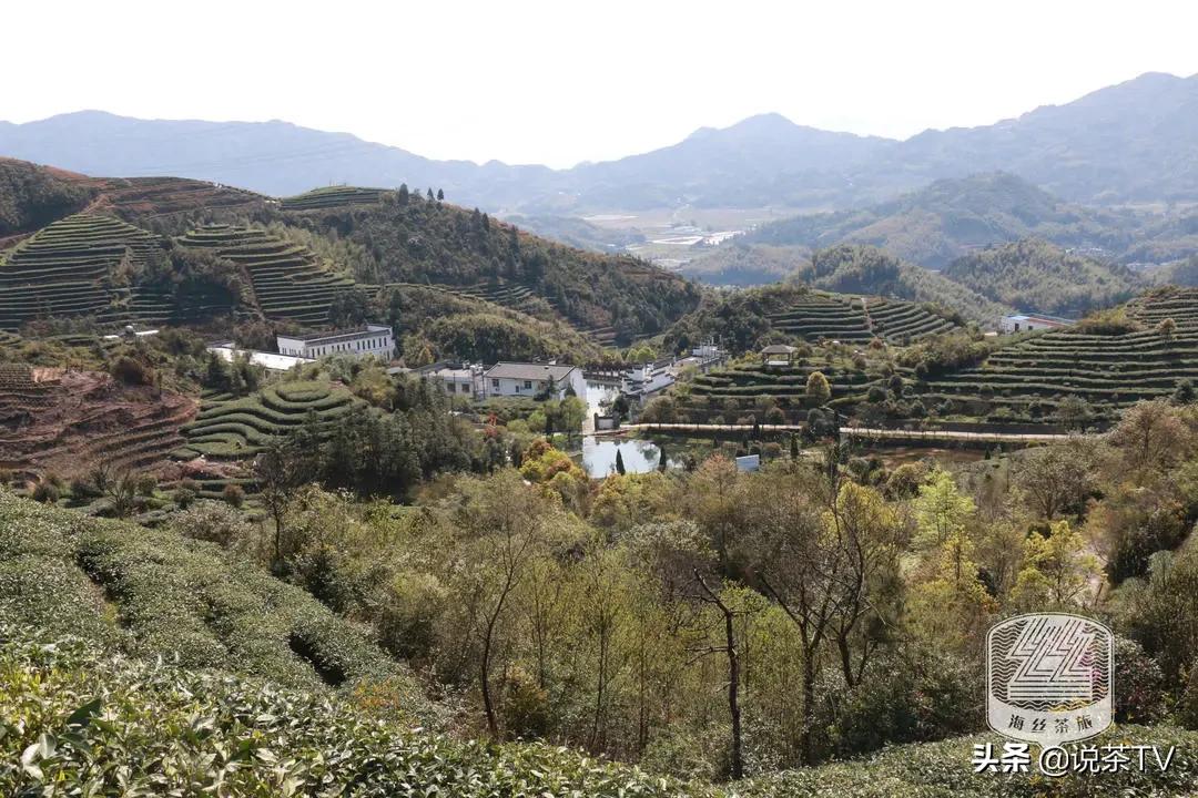 福鼎白茶还有“十不采”规定？让我们去河山有机茶园一探究竟