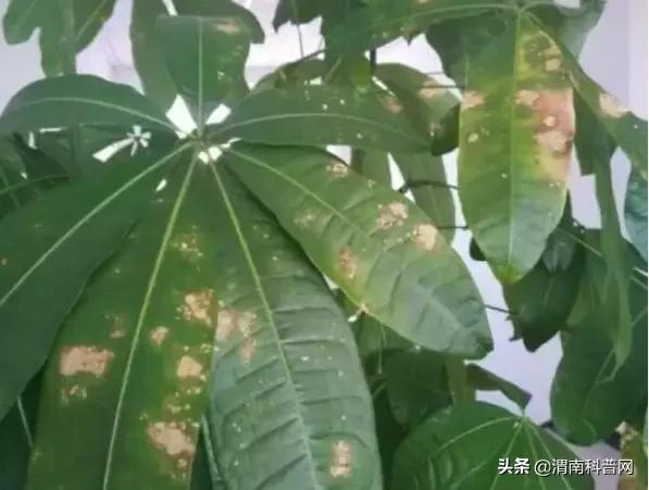 妞嶇墿鍡栧棖闀跨垎鐩嗕笉榛勫彾,鍏绘鐗╀竴涓槦鏈熶笉姝荤殑绉樻柟