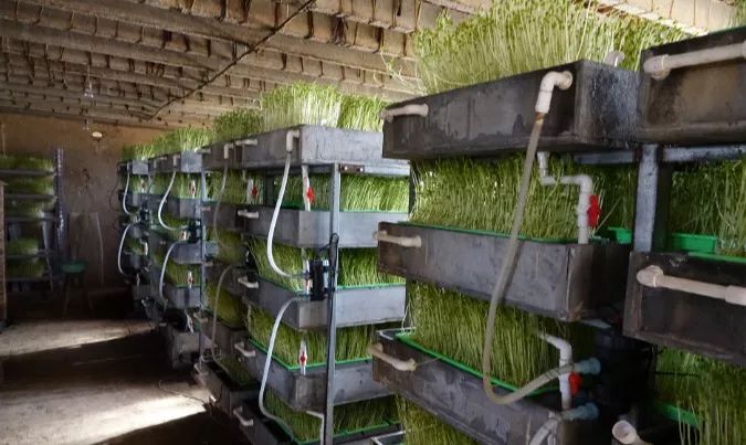 循环水养鱼种菜不施肥,养鱼不换水种菜不施肥怎么做到的