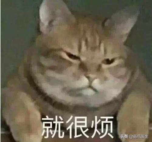 猫为什么喜欢屁股对着主人,猫对着人撅屁股是怎么回事
