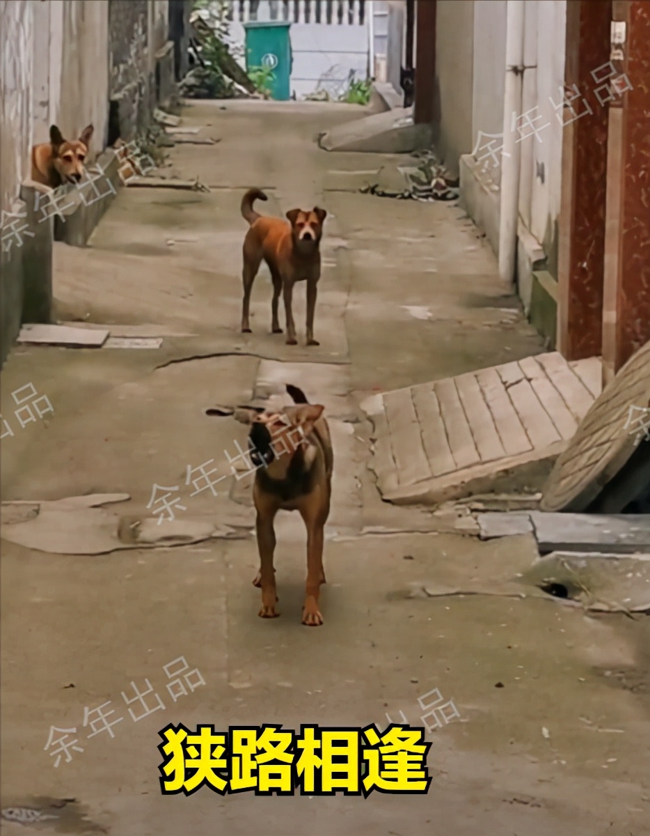 男子用指狗不咬法吓恶犬,四川男子爷爷教指狗不咬法