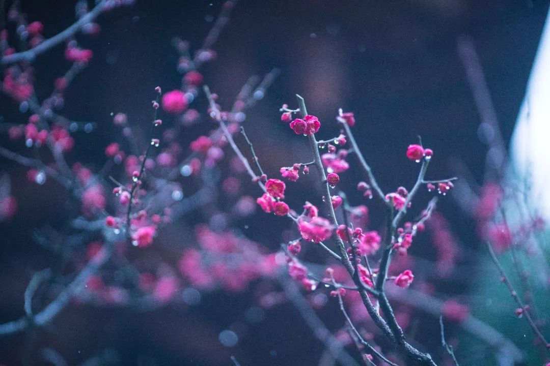 江南三大梅园,杭州江南三大梅花