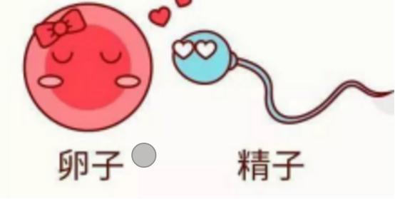 你了解受孕的过程吗,你知道精子怎么组成的吗