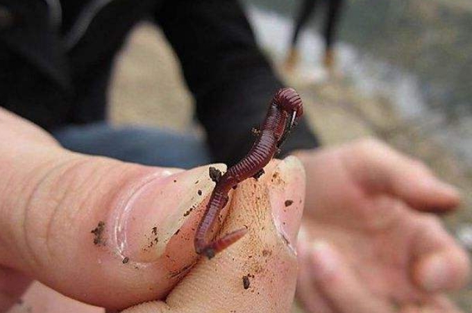 悄悄跟你说，蚯蚓钓鱼大有讲求，唯独这四个用法最关键，别外传
