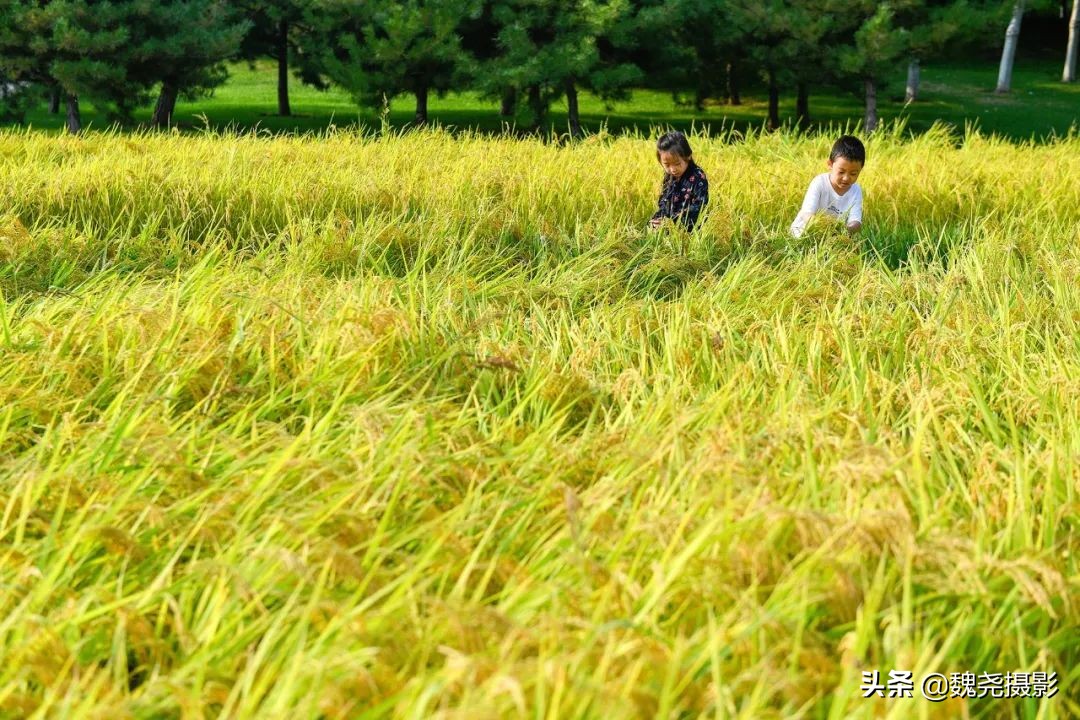 北京北坞公园里的京西稻又熟了，曾经只有皇上才能吃上这儿的大米