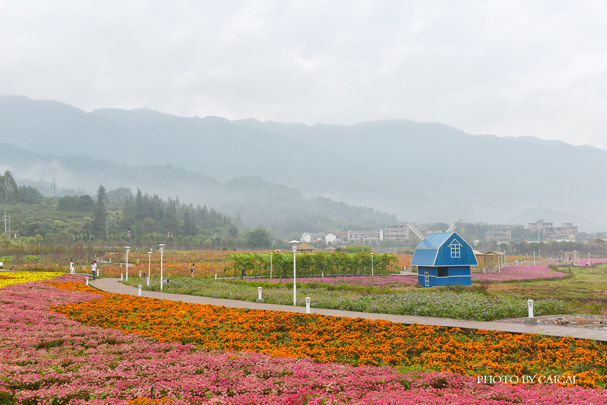 活力花海照片,2019黄姚花海