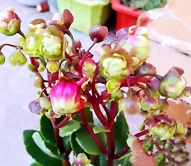 宫灯长寿花开花香吗,宫灯长寿花重瓣好养吗