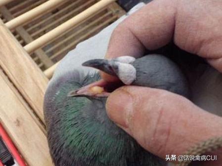 养鸽要注意哪些病,养鸽最怕什么事