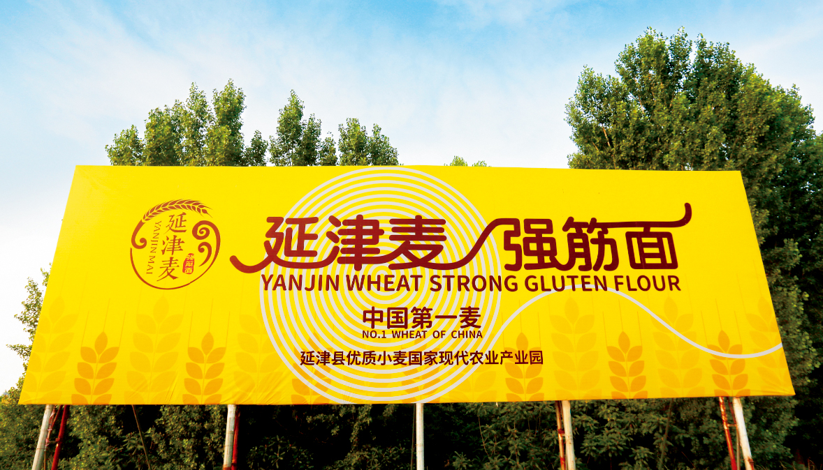 河南现代农业开发基地小麦,河南延津农业产业园