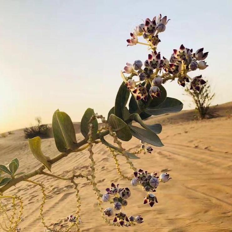 “割礼”惨无人寰的陋习，*害迫**着女性身体，震动人心《沙漠之花》