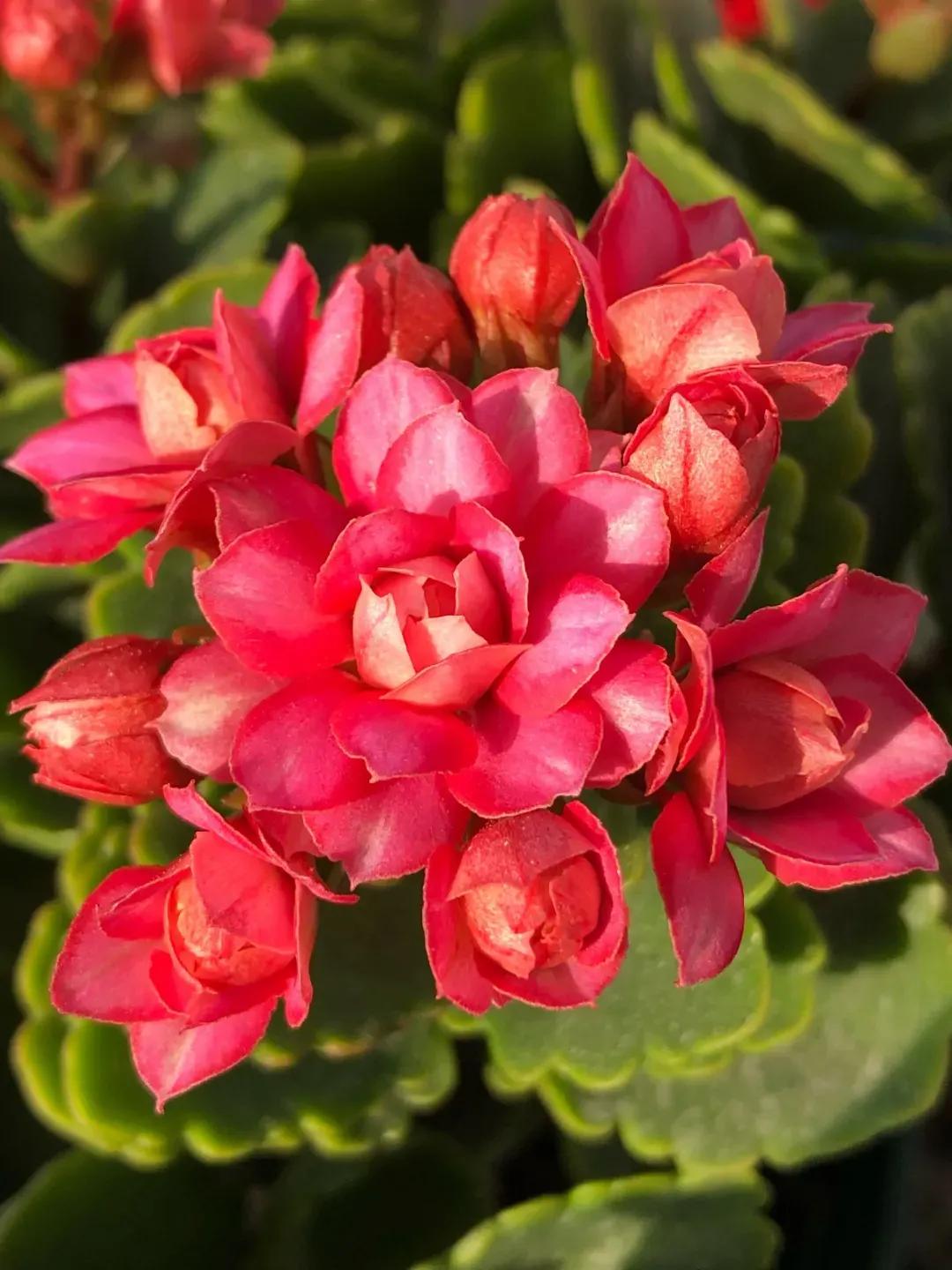 单瓣长寿花品种大全图,长寿花单瓣最好看的品种