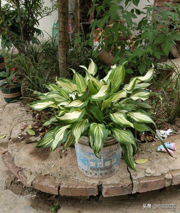 玉簪花不晒太阳可以开花吗,玉簪花是常绿植物吗