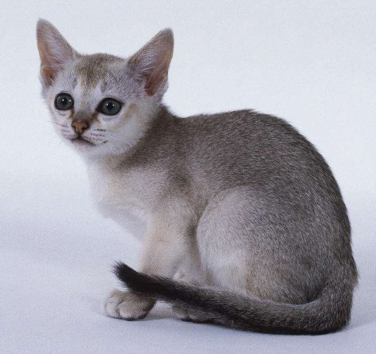 布偶猫死了怎么办,布偶猫死了