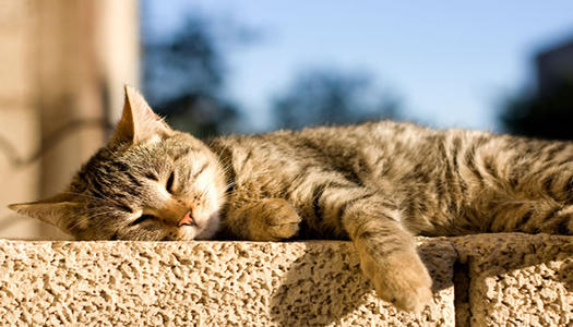 猫咪怕热怕冷是什么原因,怕热猫咪怎么过夏天