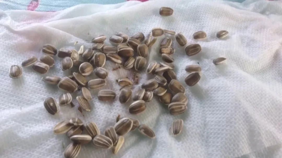 向日葵的盆栽种植方法,向日葵盆栽种植方法全过程