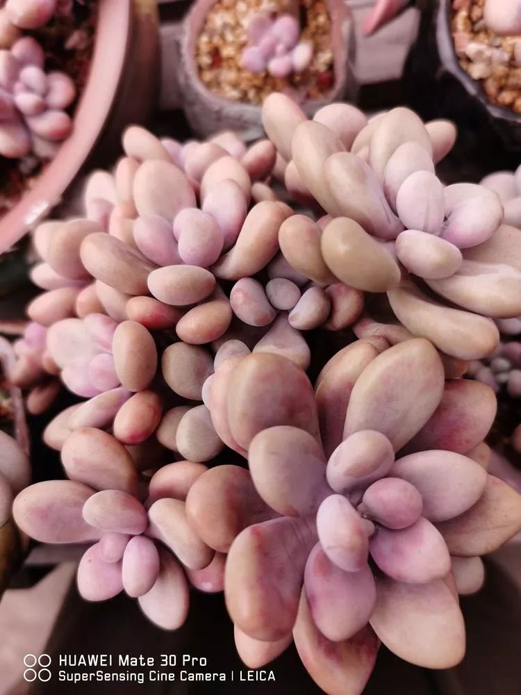 冬日如何更好地养多肉,冬天可以户外养护的多肉