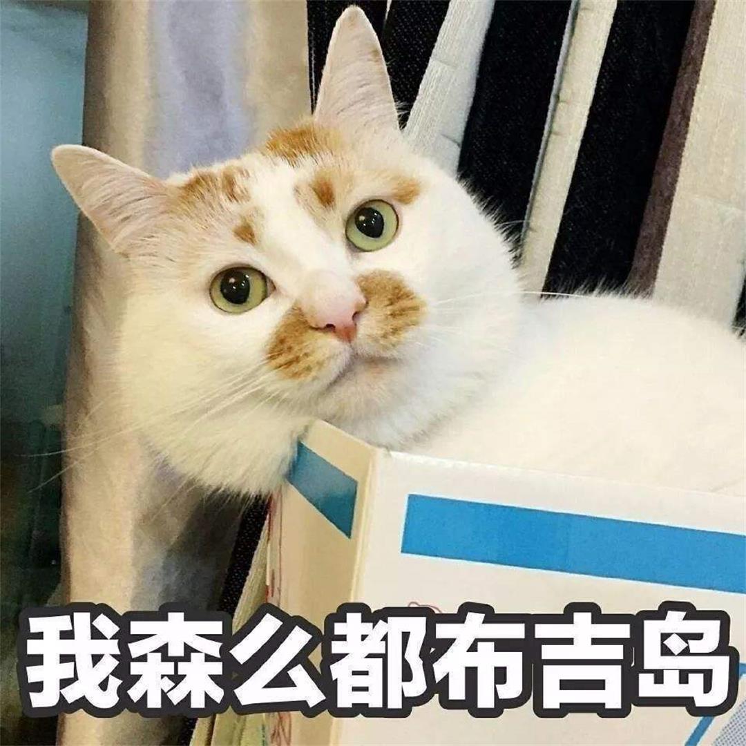 为什么猫怕人,为什么猫咪会怕铲屎官挂了