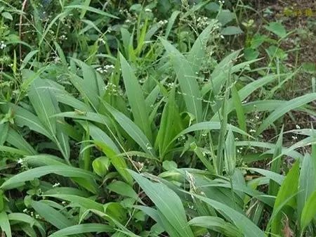 那些常见却叫不上名字的野花野草,常见的野花野草却是农家之宝
