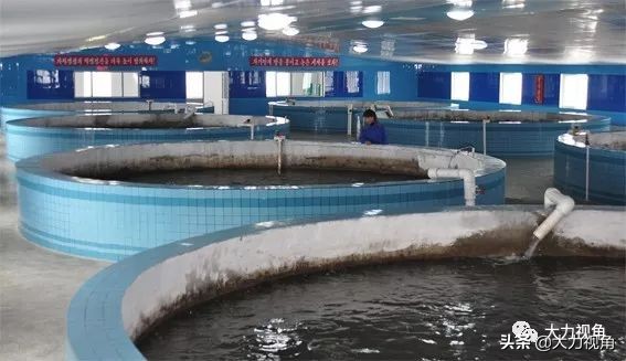 收藏海参干货,朝鲜有哪些有收藏价值的东西