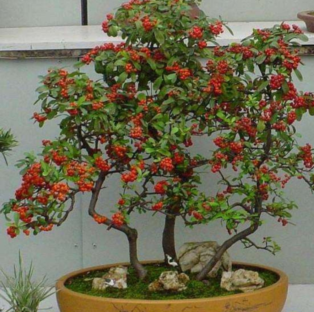 刚刚上盆的火棘干土可以浇水吗,火棘盆景如何养老桩