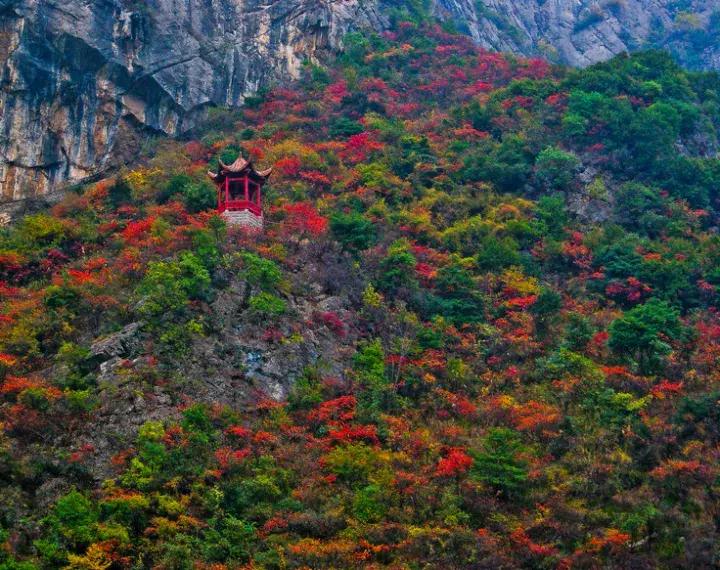 比光雾山还红，比金川彩林还晚，中国顶级的红叶盛宴正当时！