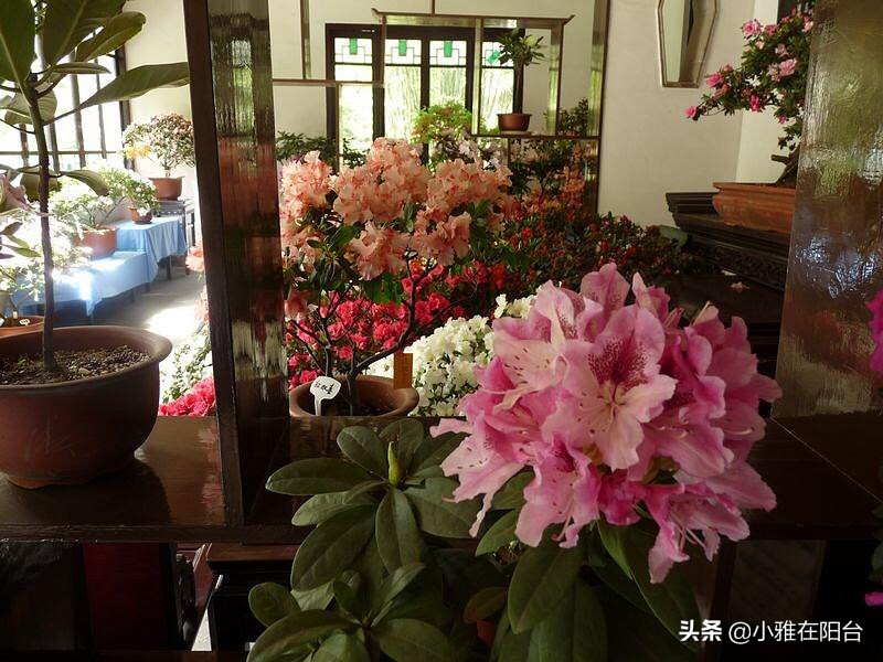 杜鹃花盆栽叶子发蔫怎么处理才好,盆栽杜鹃冬天出现严重掉叶怎么办